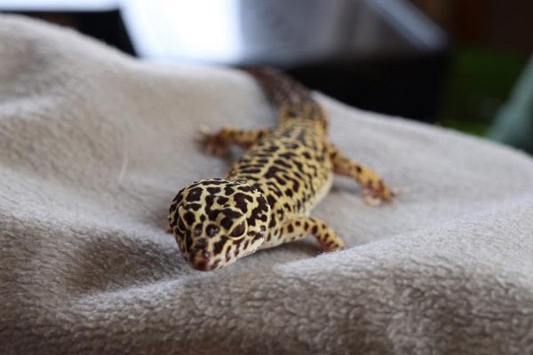 kimmys zoo41_04-18-19
