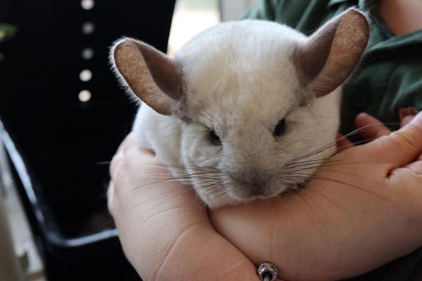 kimmys zoo71_04-18-19