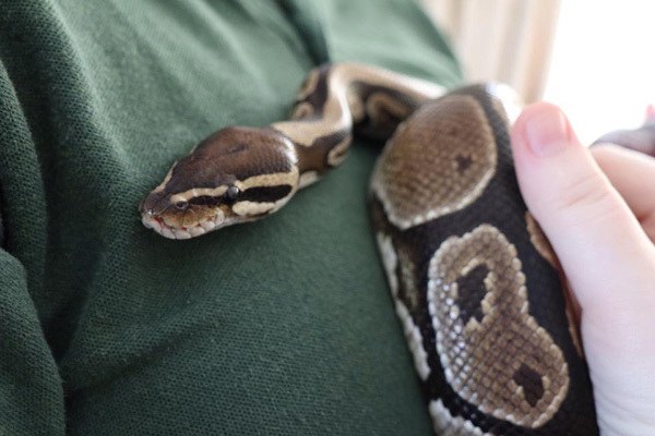 kimmys zoo88_04-18-19